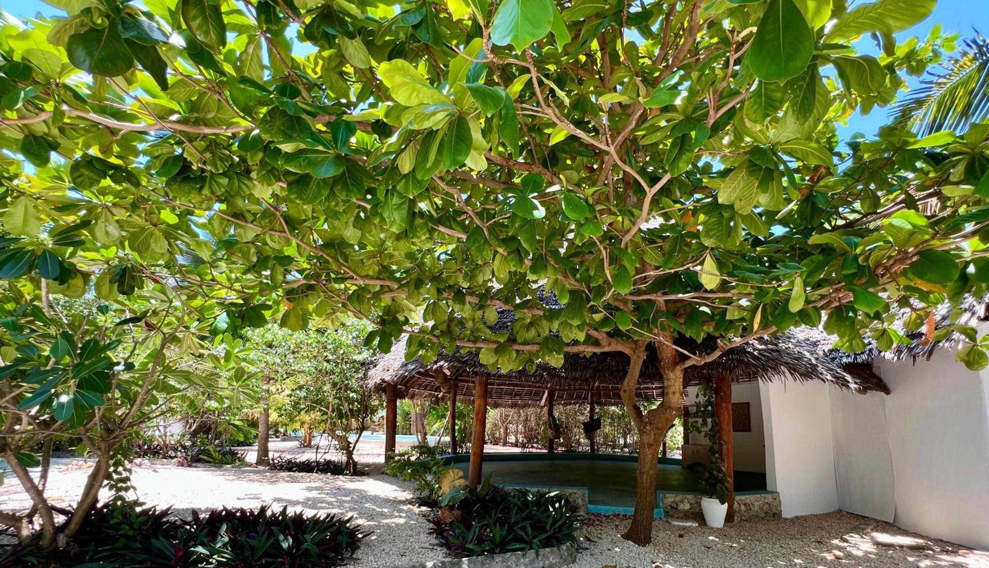 Sharazad Oasis Retreat Hotel Jambiani  Exterior photo